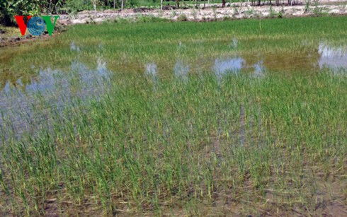 Le Vietnam s’attèle à lutter contre la sécheresse - ảnh 2